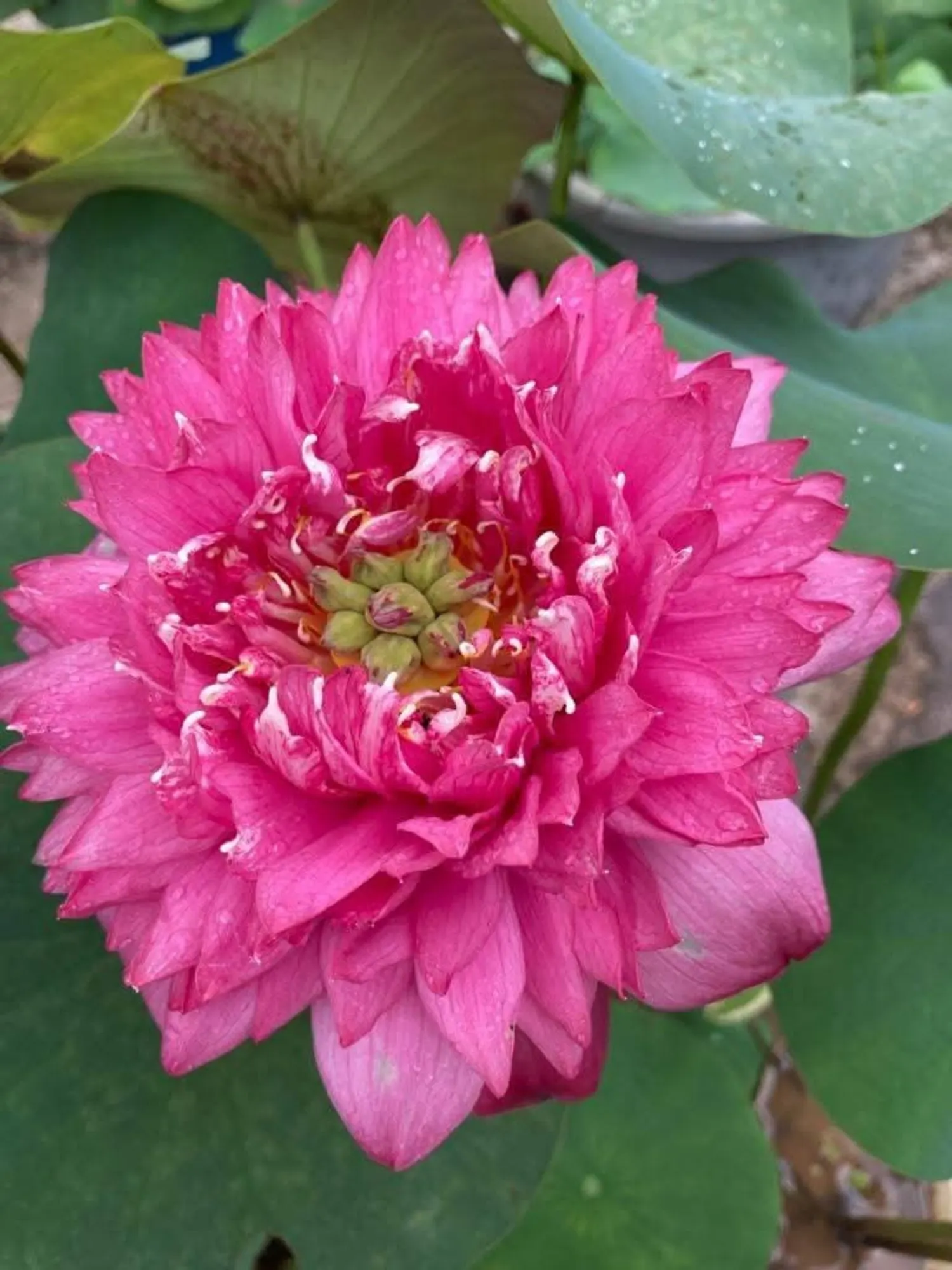 Bowl Lotus Minglew Tuber