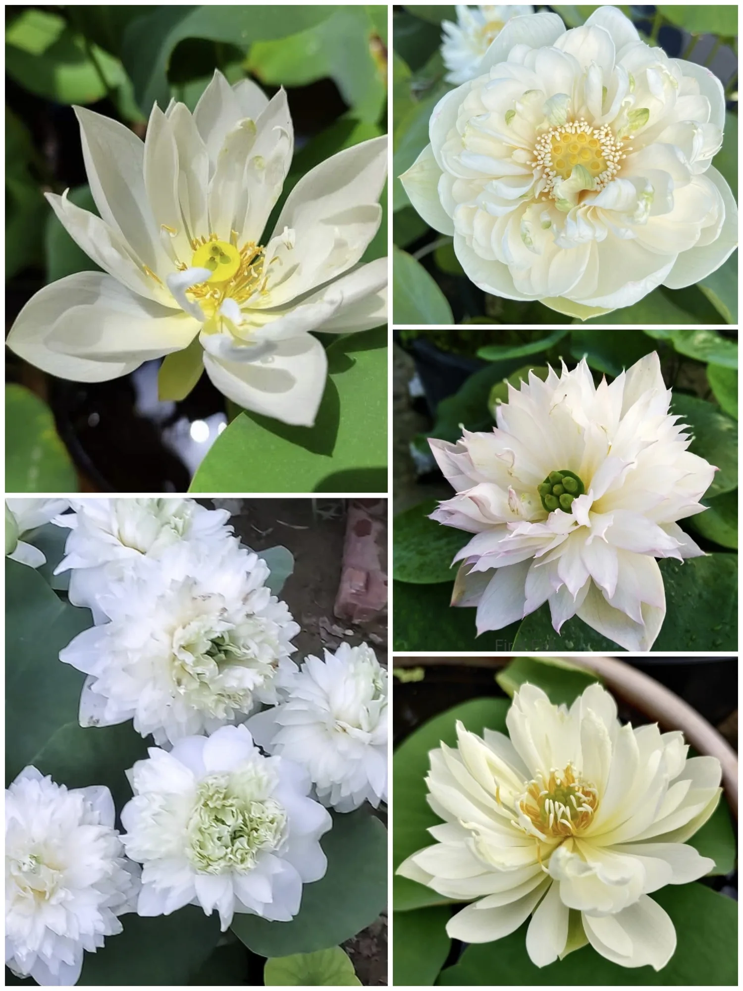 Bowl Lotus Assorted White Tuber