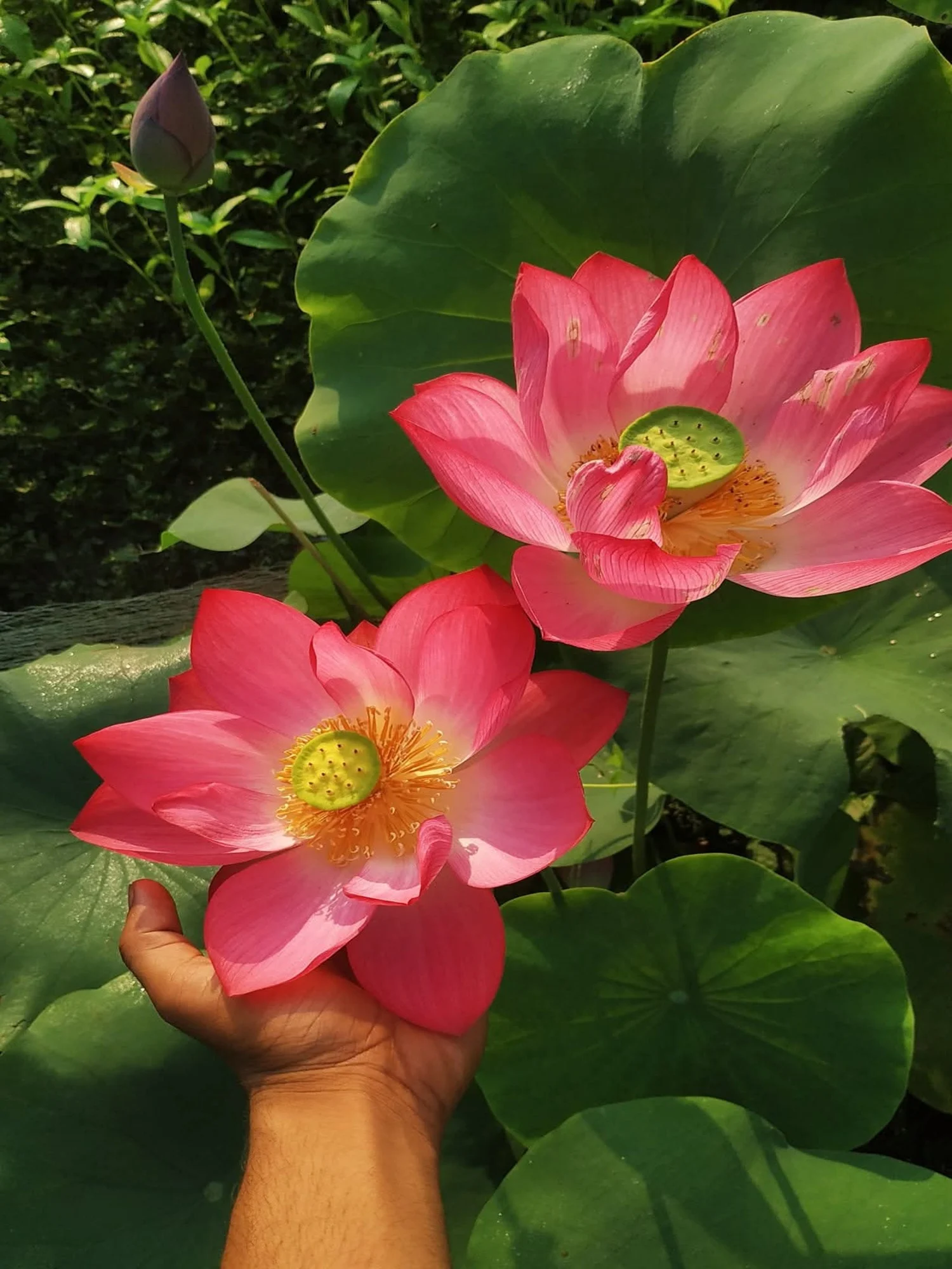 Bowl Lotus Red Shanghai