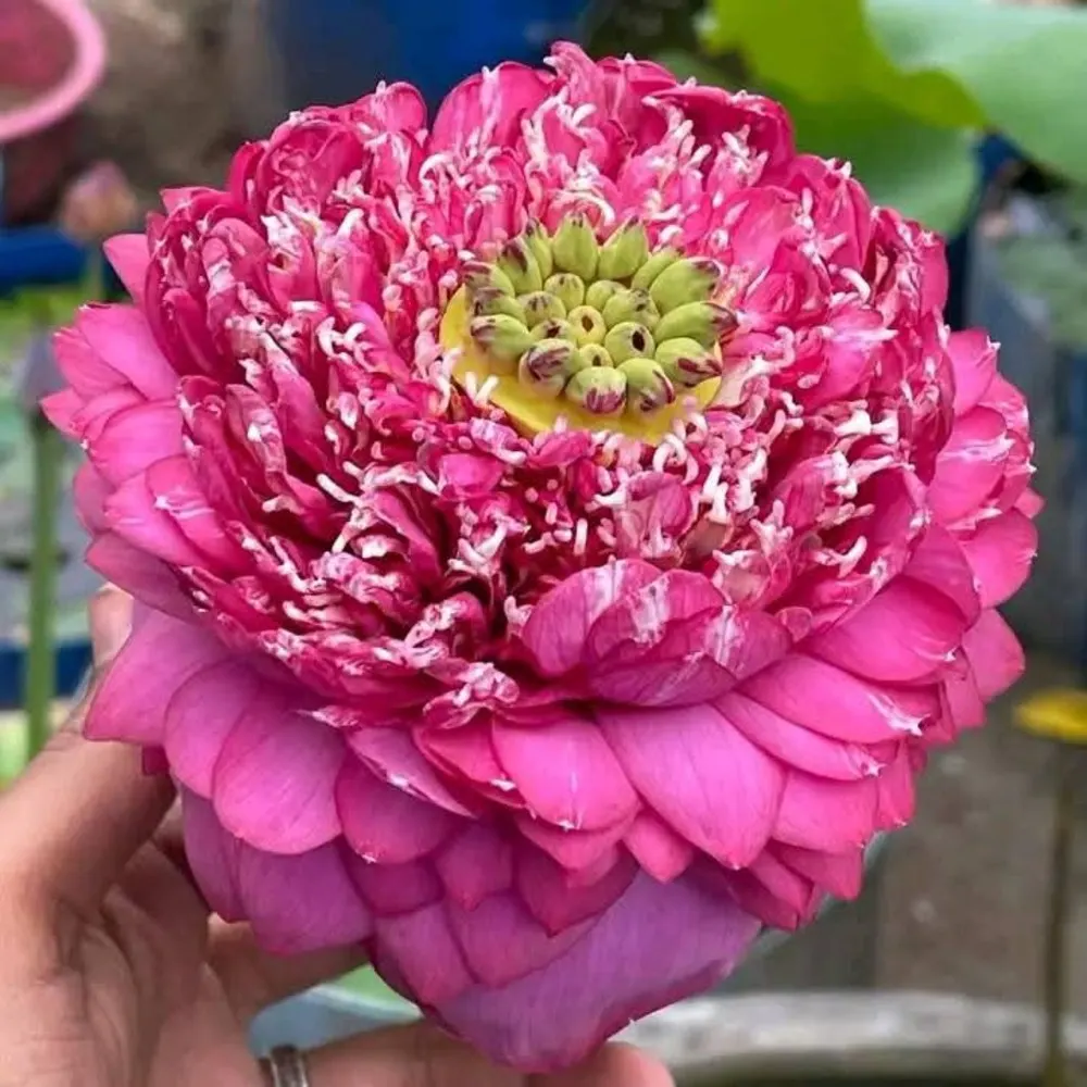 Bowl Lotus Kaveri Tuber