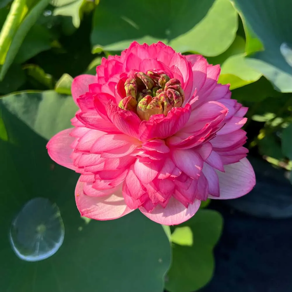 Bowl Lotus Mythri Tuber