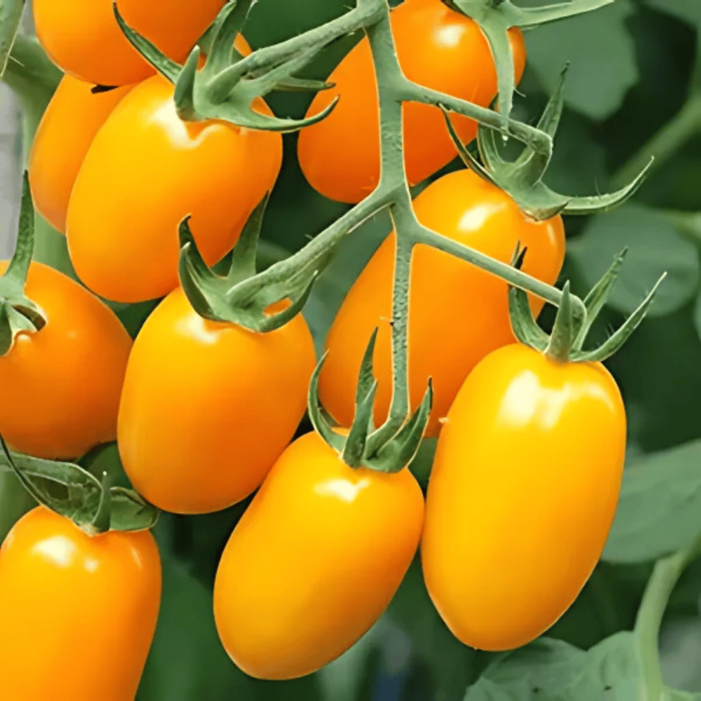 Tomato Plum Yellow Vegetable Seeds (PACK OF 30)