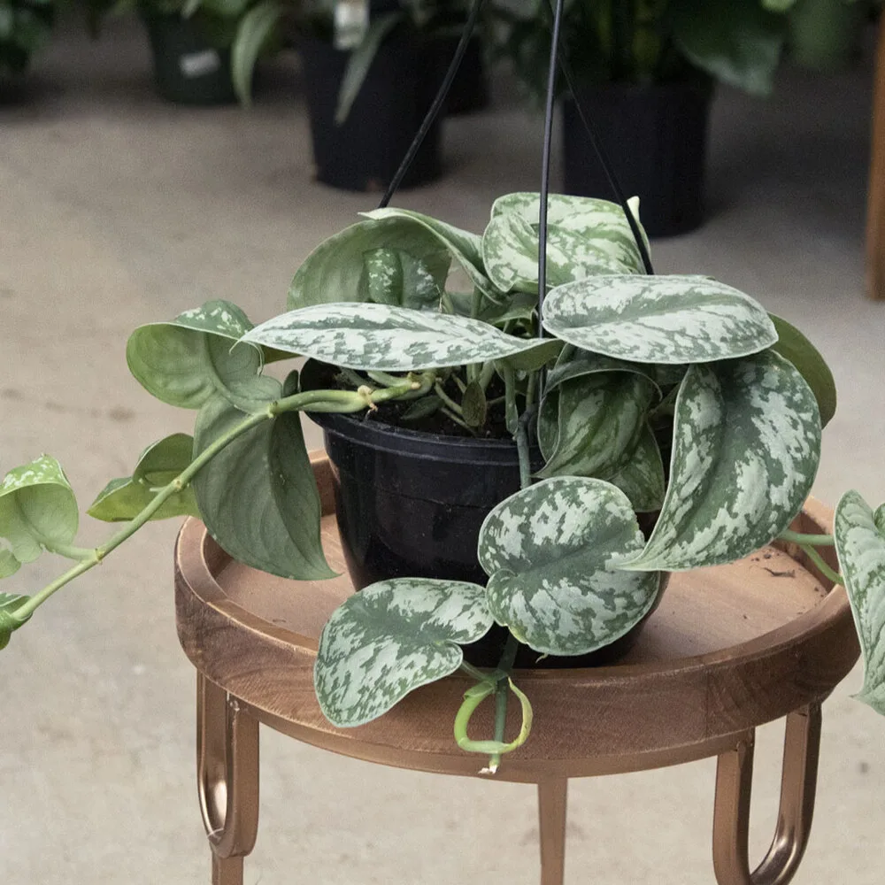 Silver Satin Pothos
