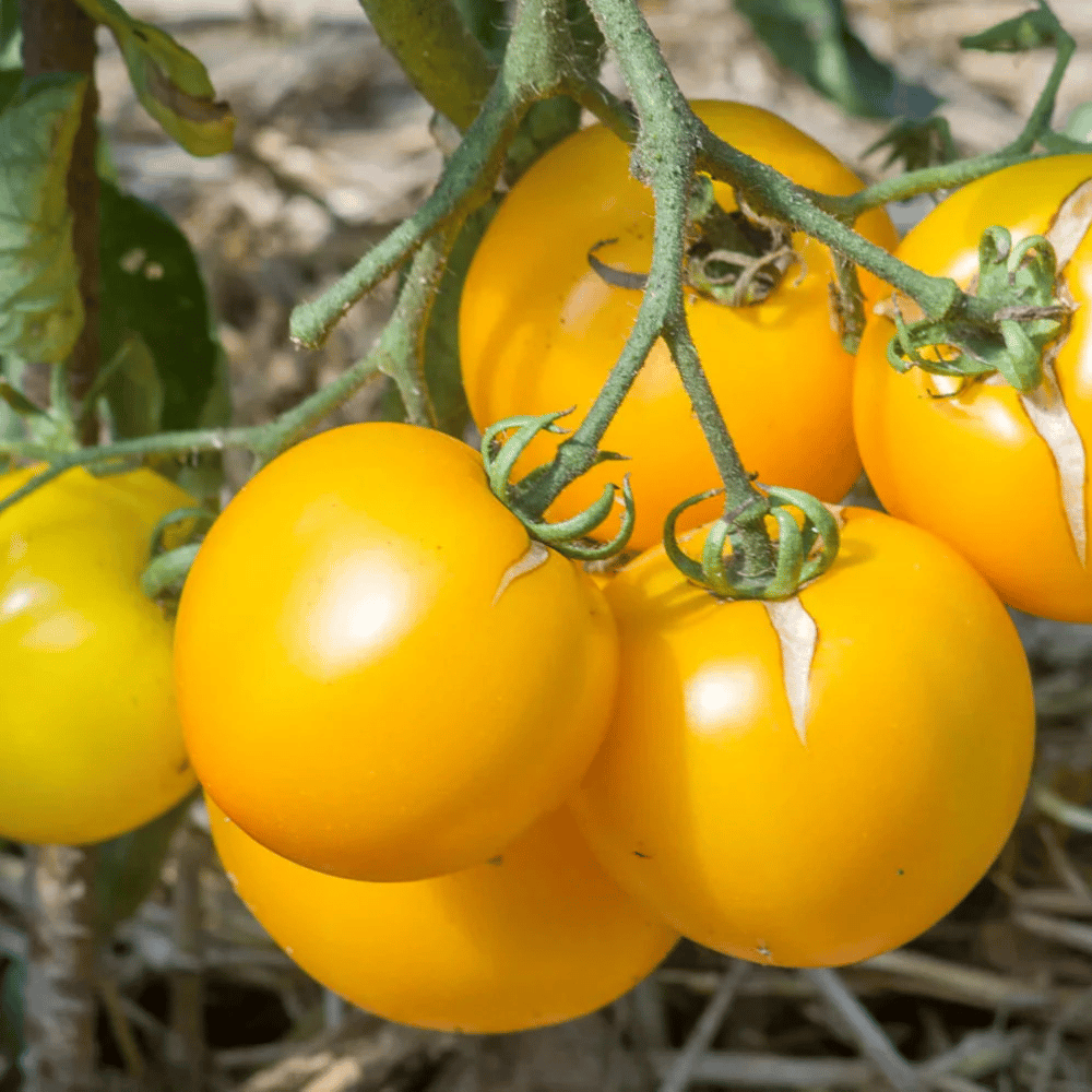 Tomato Oblate Yellow Vegetable Seeds (PACK OF 30)