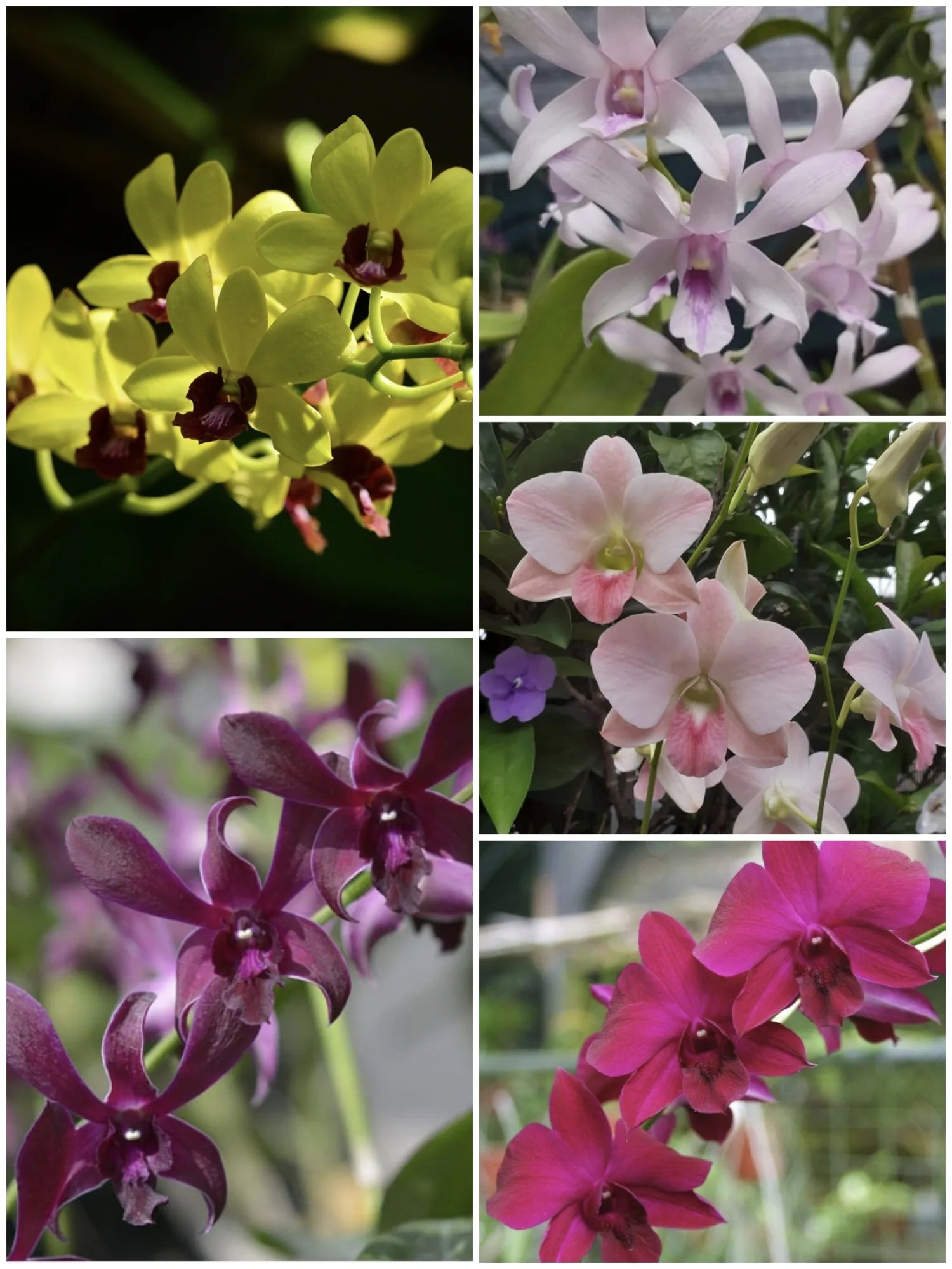 Assorted Dendrobium Single Plant Blooming Size