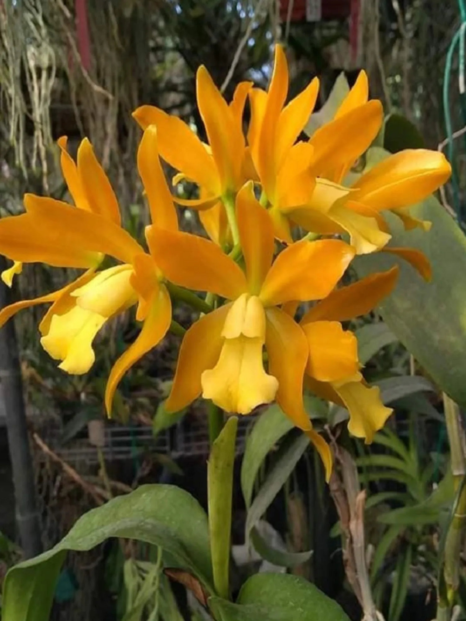 Cattleya Chocolate Drop Yellow Crystal