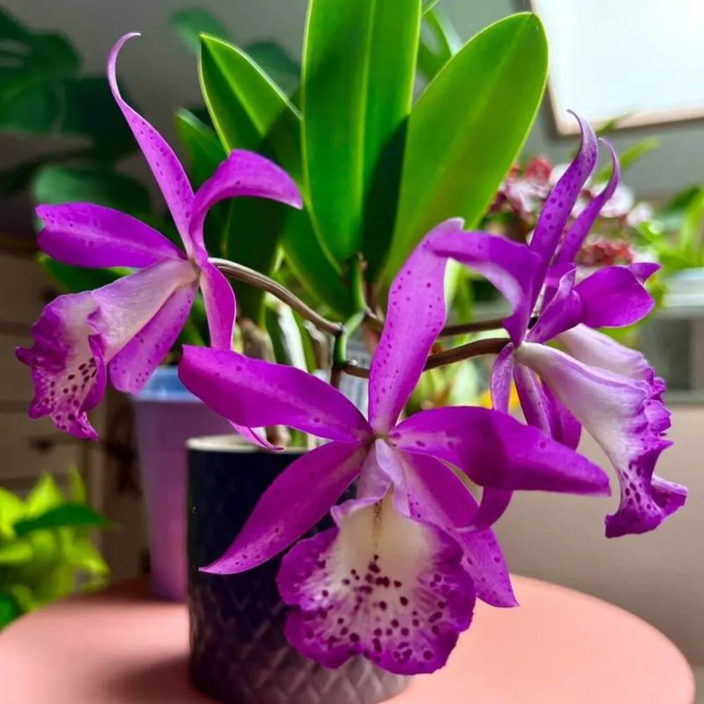 Cattleya Taiwan Mermaid Orchid