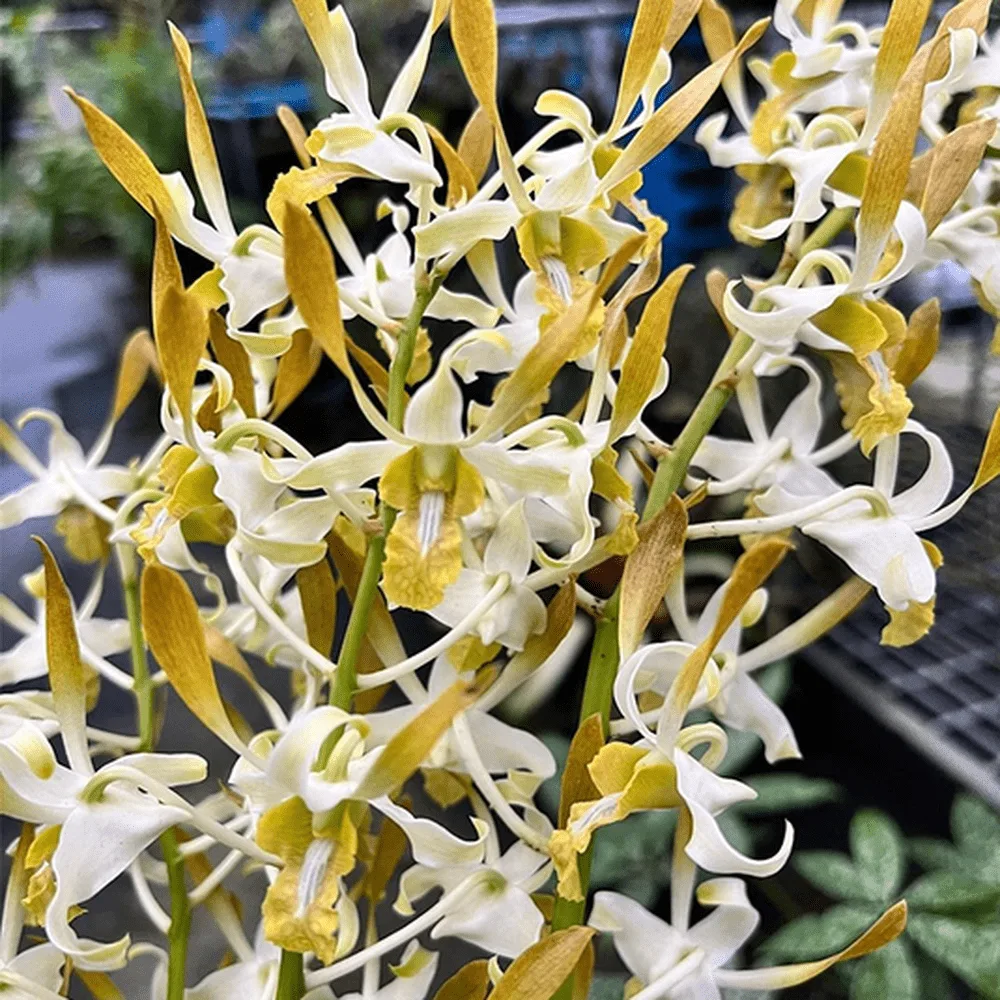 Dendrobium Chan Chao Twisted