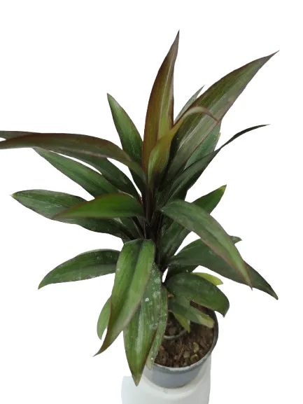 Darcena Cardyline Plant with Nursery Pot