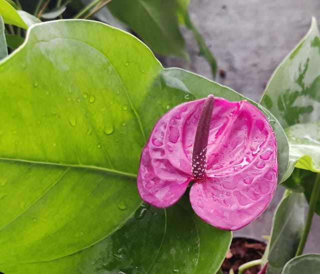 Anthorium Dark Pink Plant With Pot