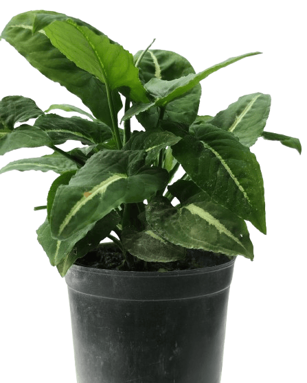 Syngonium Wendlanii Plant With Nursery Pot