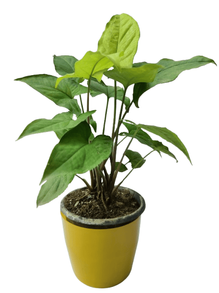 Rare Pure Green Syngonium Plant with Nursery Pot