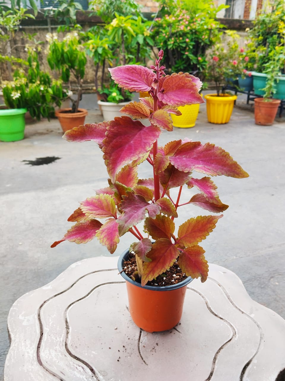 Coleus Yellow Ovate Leaf Plant