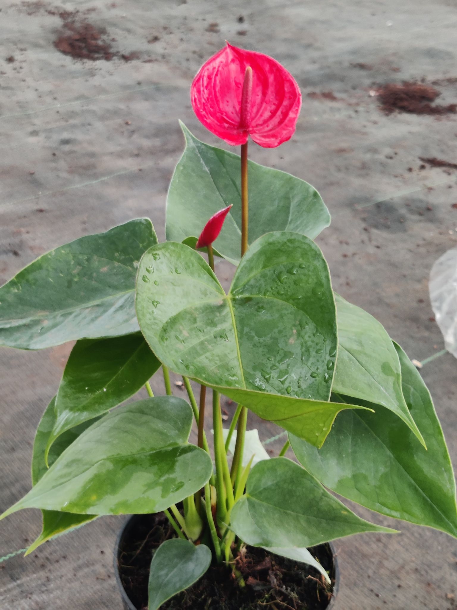 Anthorium Red Plant With Pot