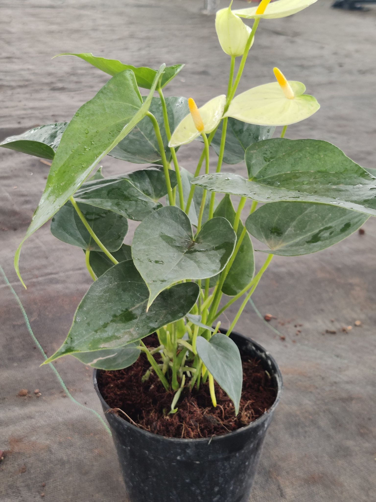 Anthorium Yellow Plant With Pot