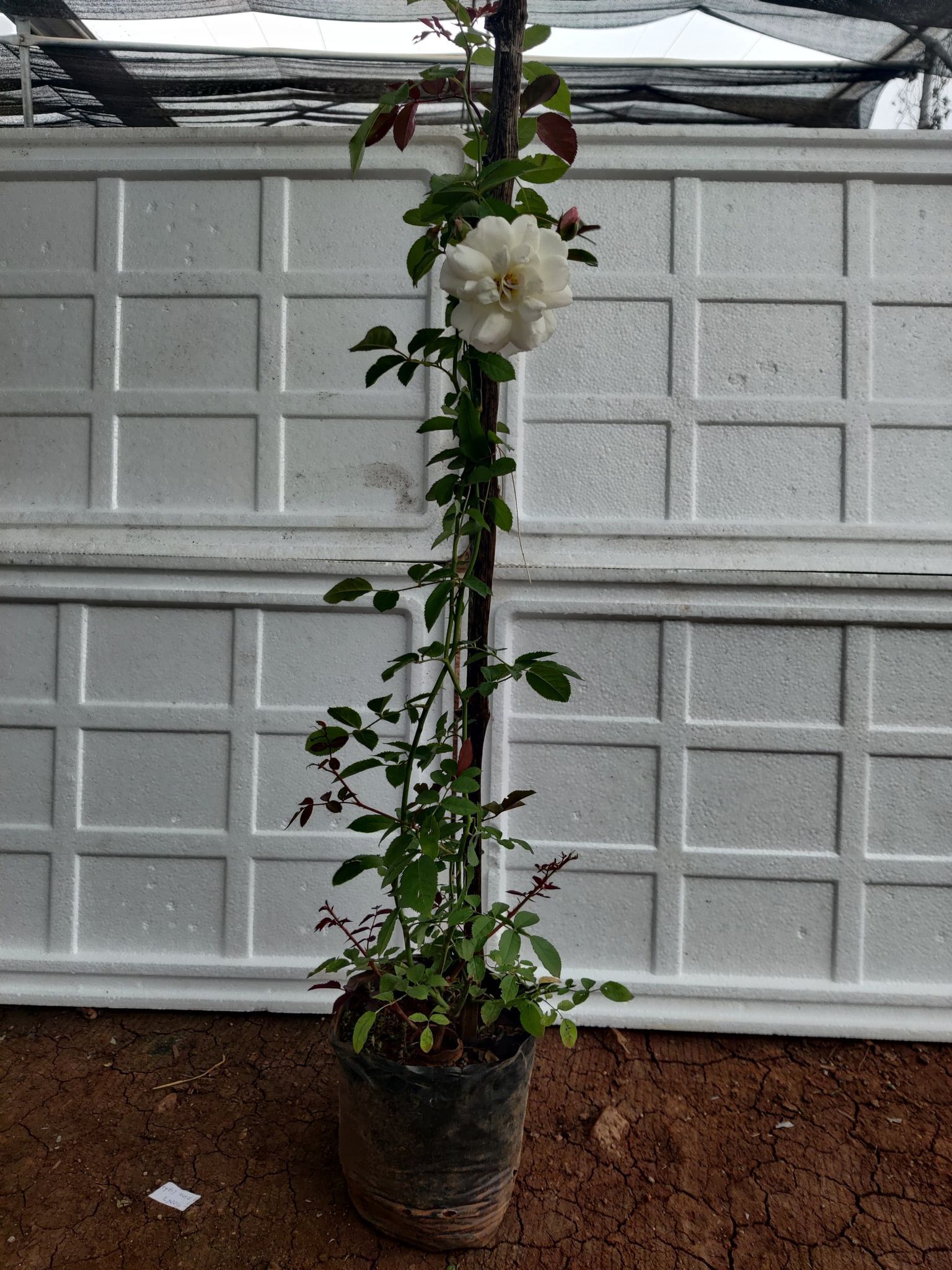 Climbing Rose Plant
