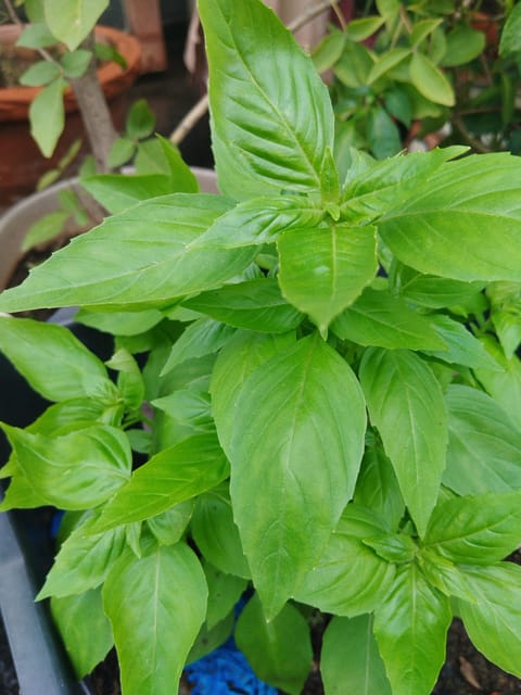 Thai Basil Ocimum basilicum