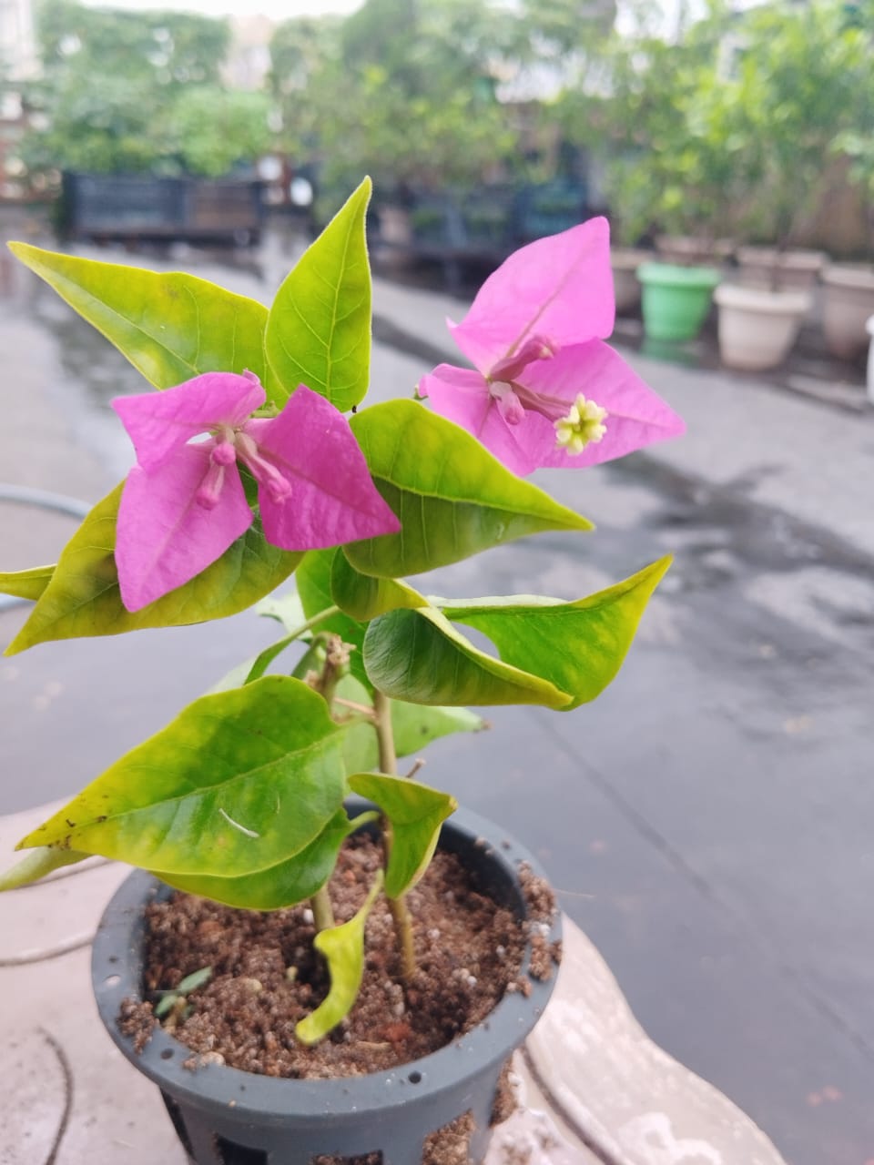 Light Pink Flower Bougainvillea Plant