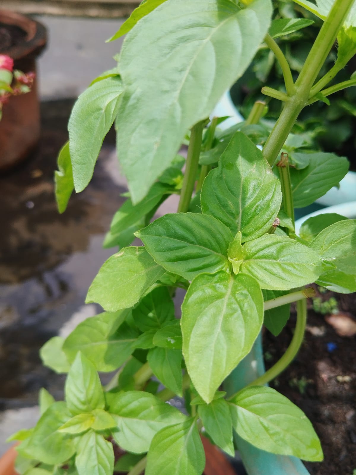 Italian Basil Plant ( Sweet)