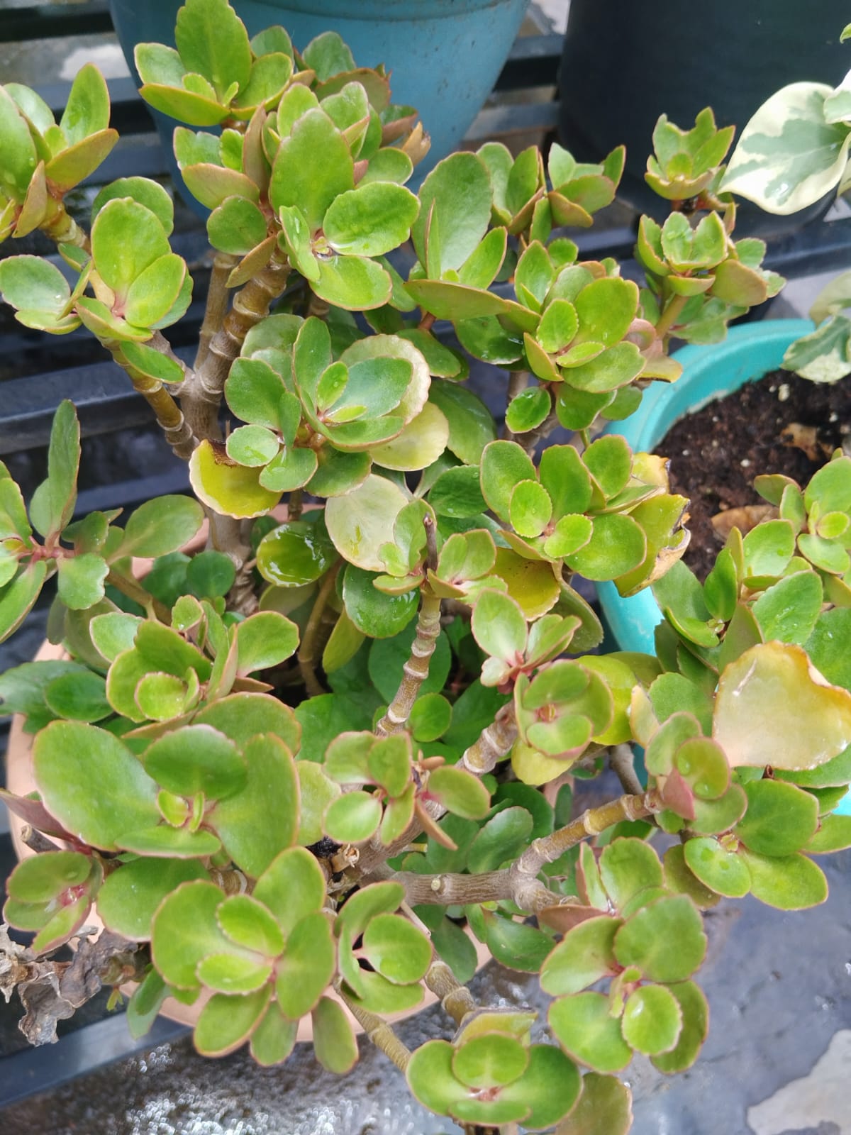 Kalanchoe Red Plant Sapling-Set of 2