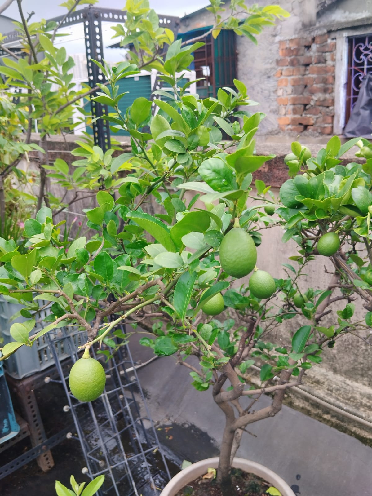 Lemon Fruit Plant & Tree (Grafted)