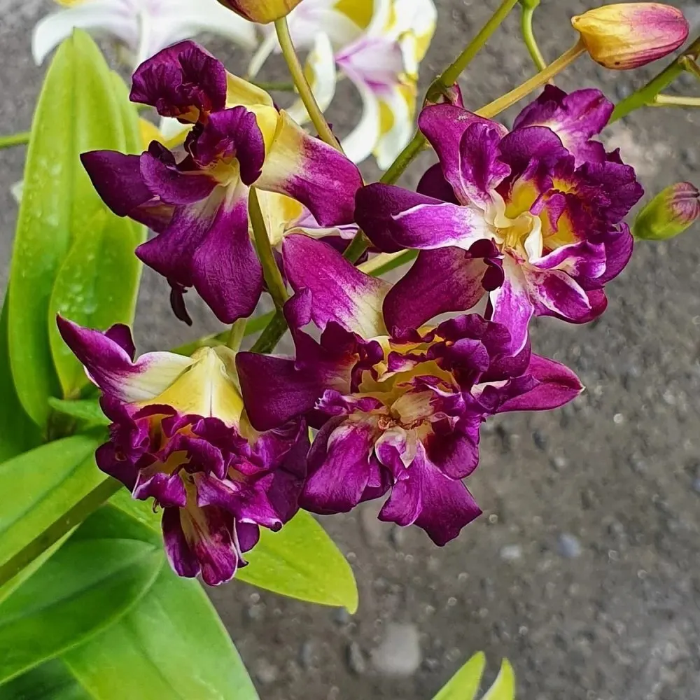 Dendrobium Rose Betty Red