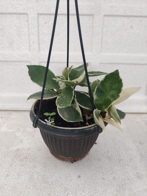 Hoya Wax Plant Including Pot