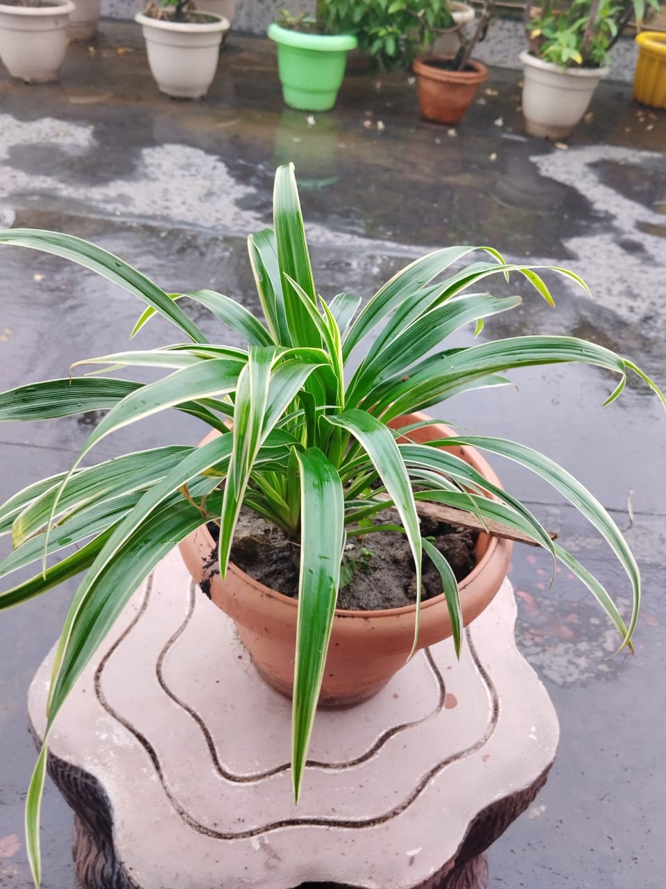 Chlorophytum Spider Plant
