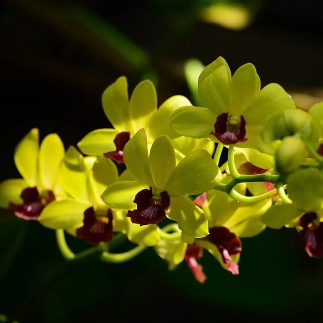 Dendrobium Thongchai Gold