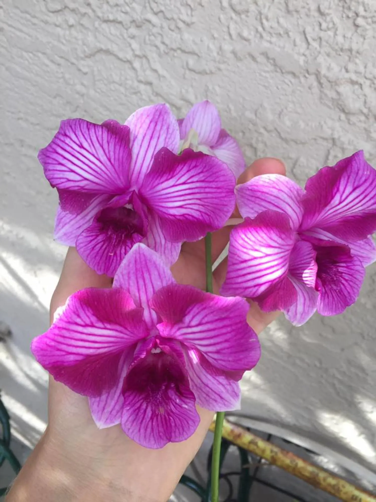 Dendrobium Star Bright