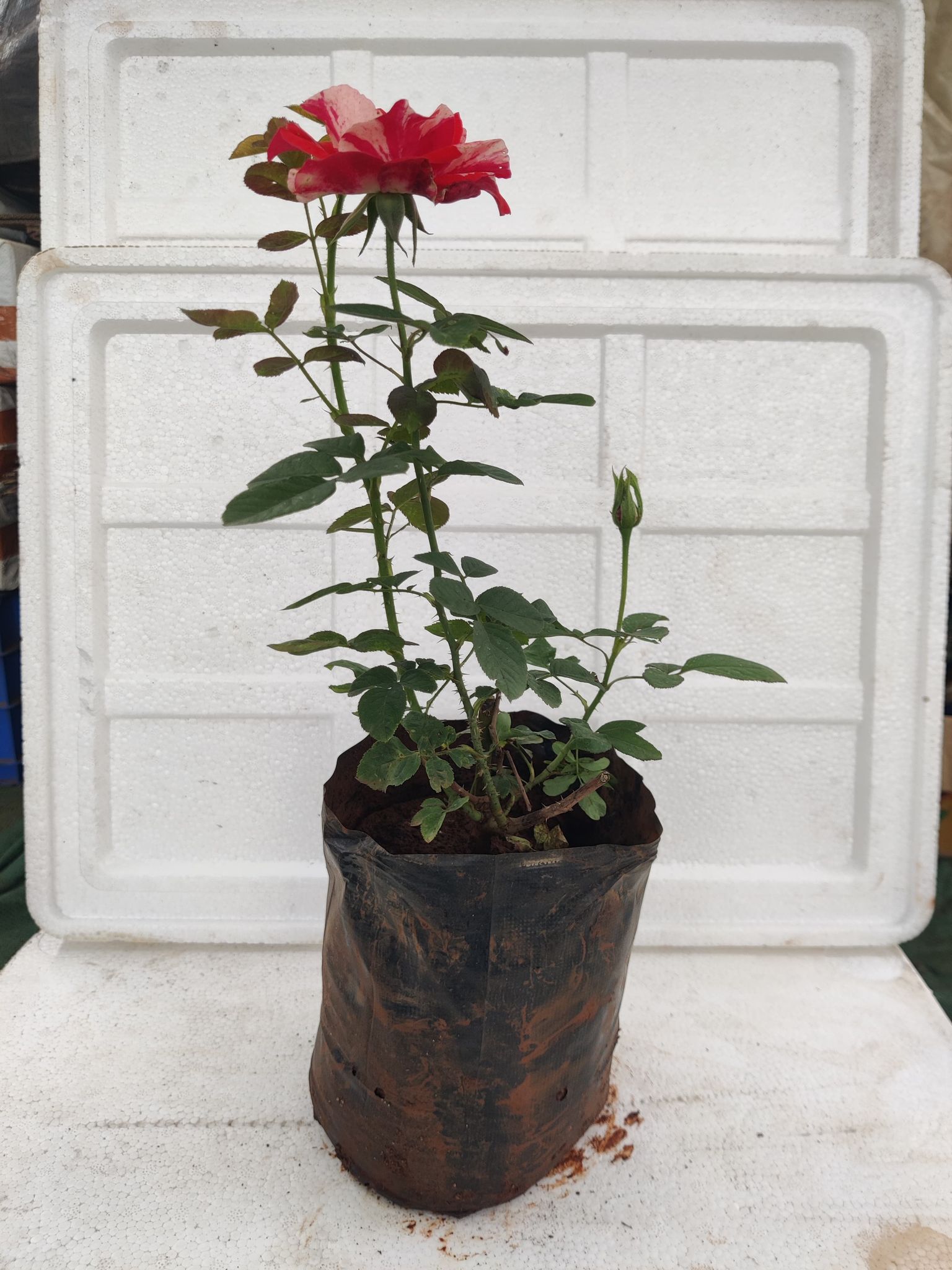 Rose Orange White Mix Plant