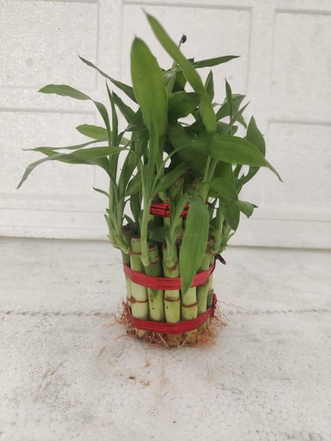 Two Layer Lucky Bamboo Plant