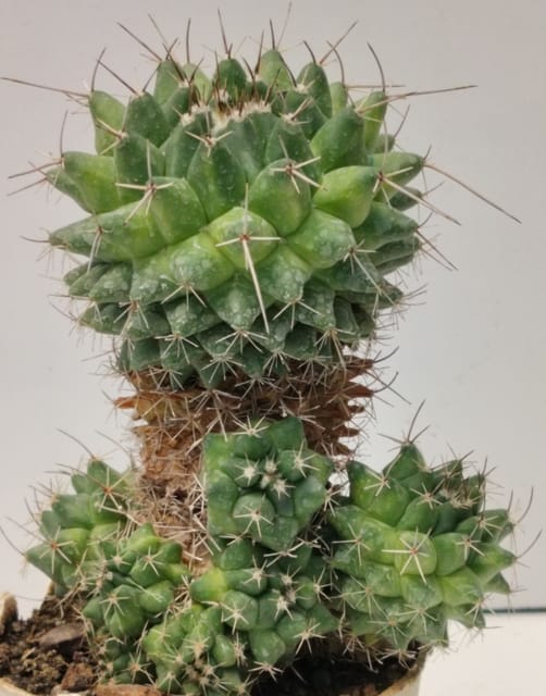 Rare Mangolia Chapaca Cactus Plant Without Soil