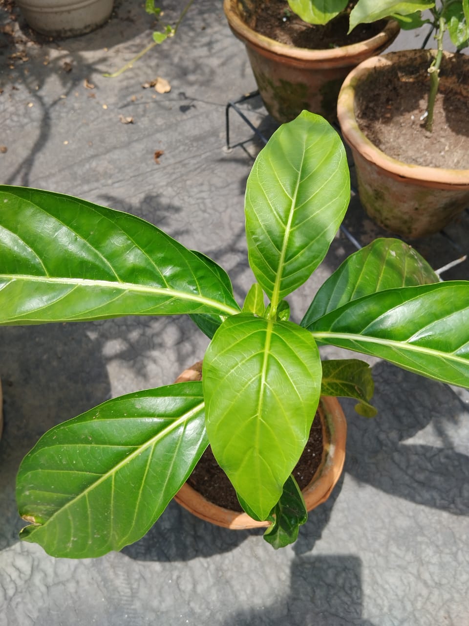Big Noni Plant Sapling