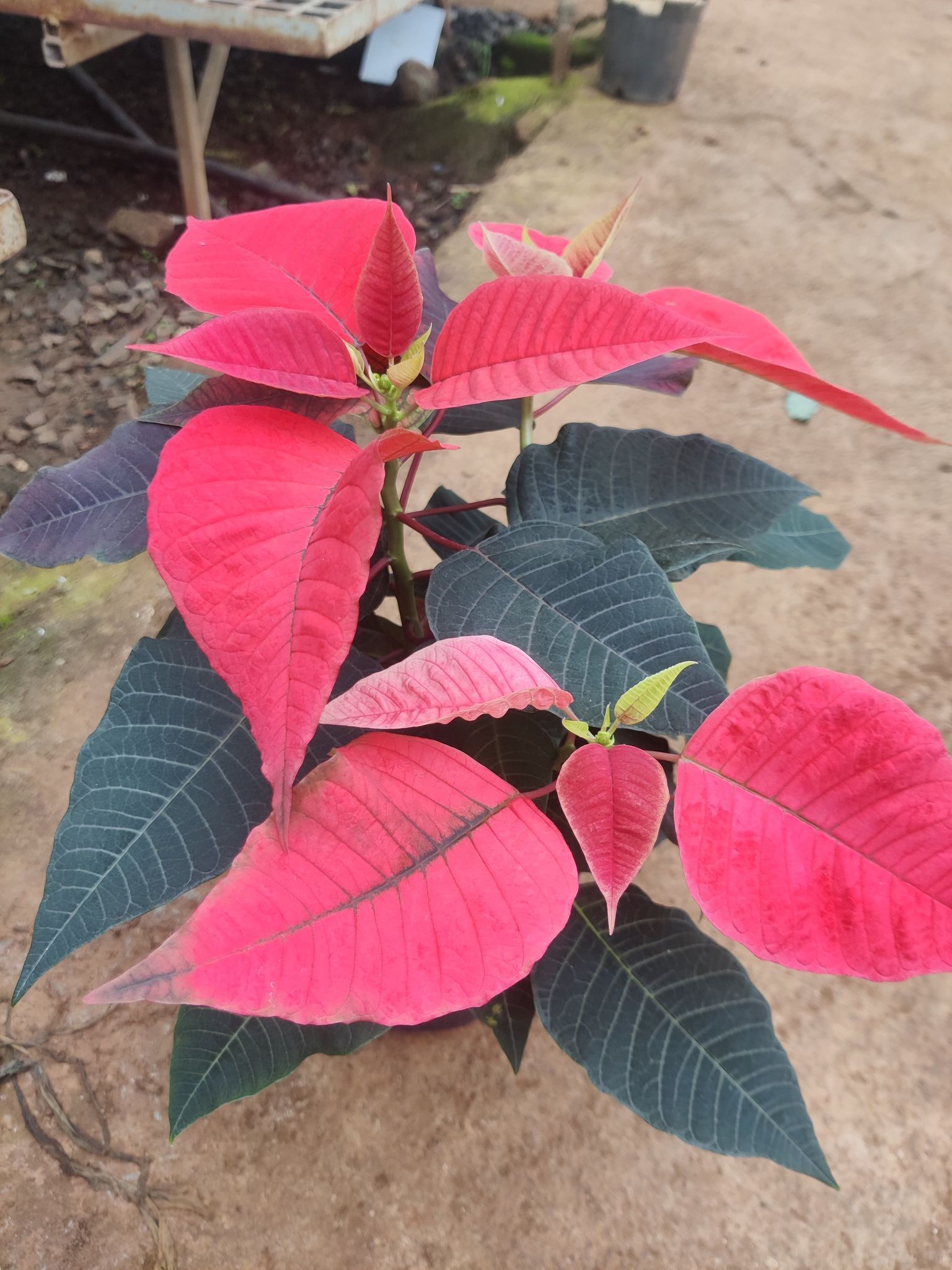 Poinsettia Red Plant With Pot