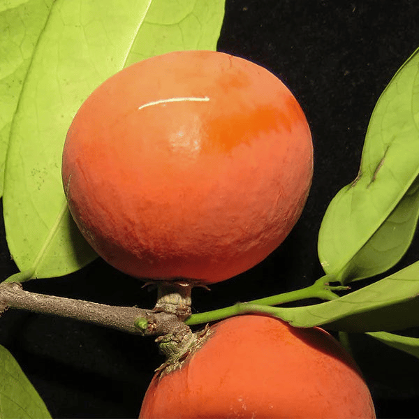 Lolly Berry Plant (Salacia Chinensis)