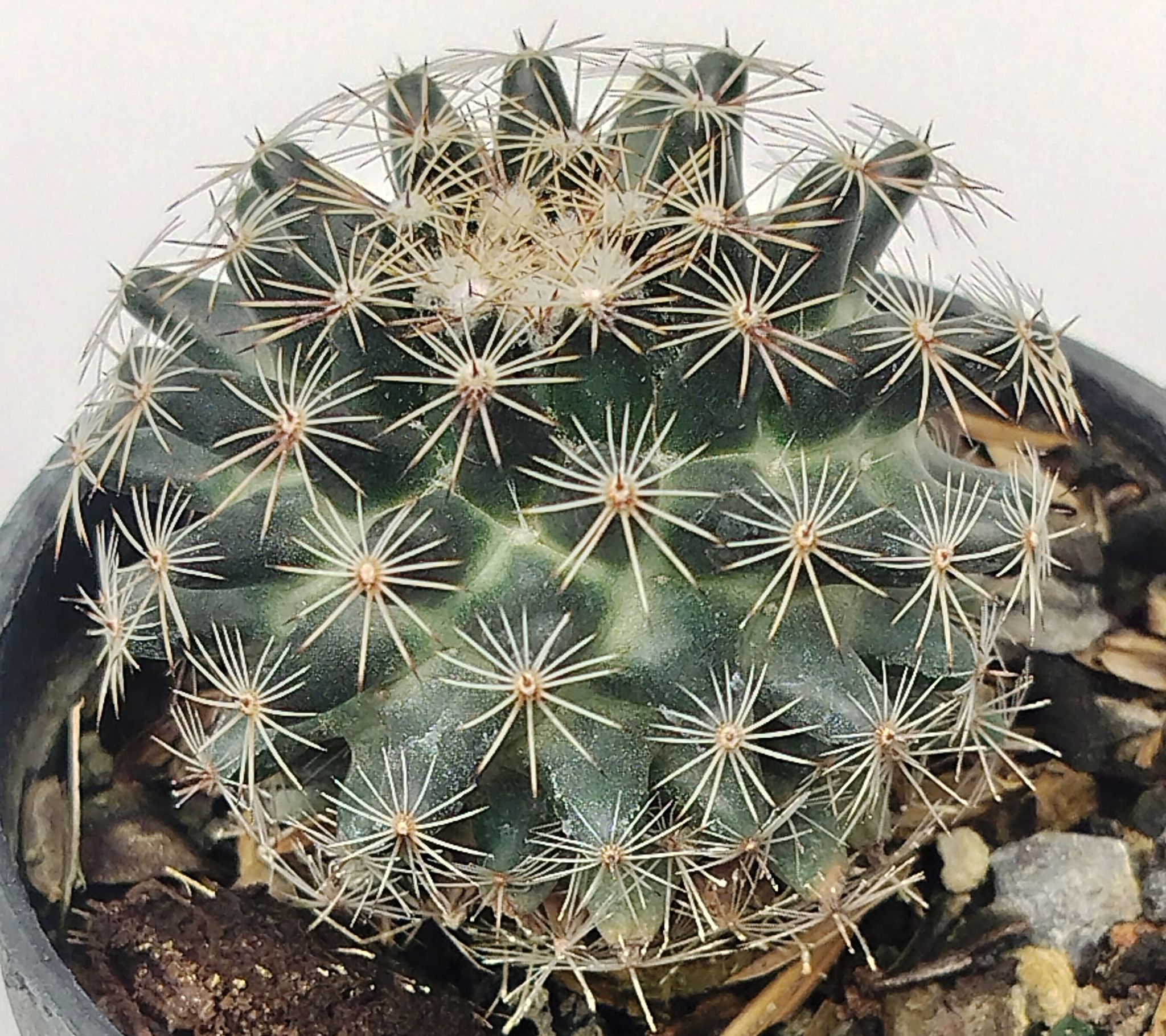 Rare Coryphantha Schwarzina Cactus Plant Nearly 4 Inch Diameter (Barerooted)