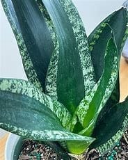 Rare Sanseveria Whitney Plant Without Pot