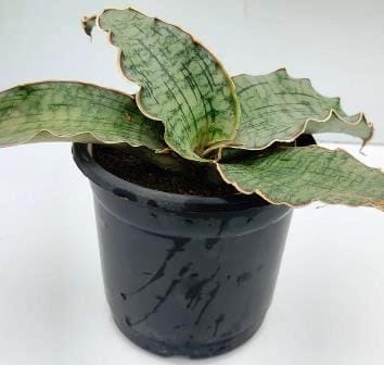 Rare Sanseveria Kirkii Plant Without Pot