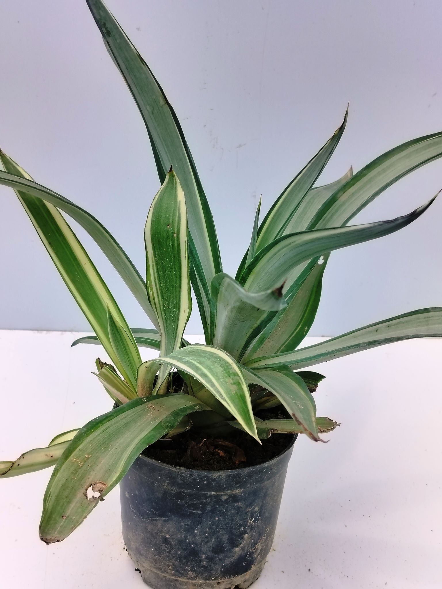 Agave Plant Without Pot