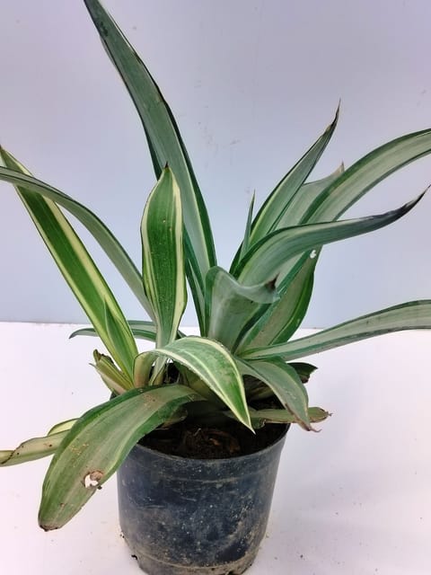 Agave Plant Without Pot Agave Plant Without Pot