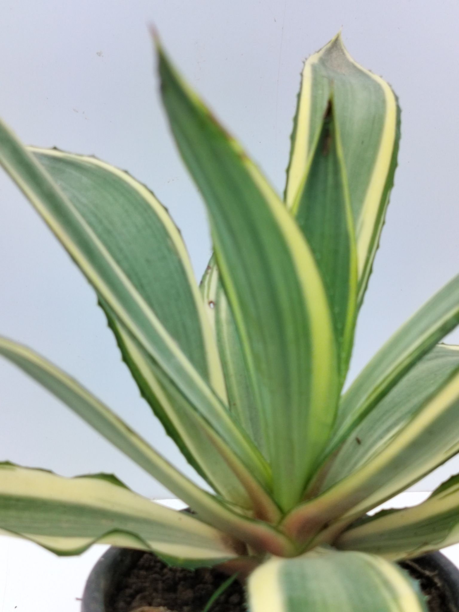 Agave Succulent Plant