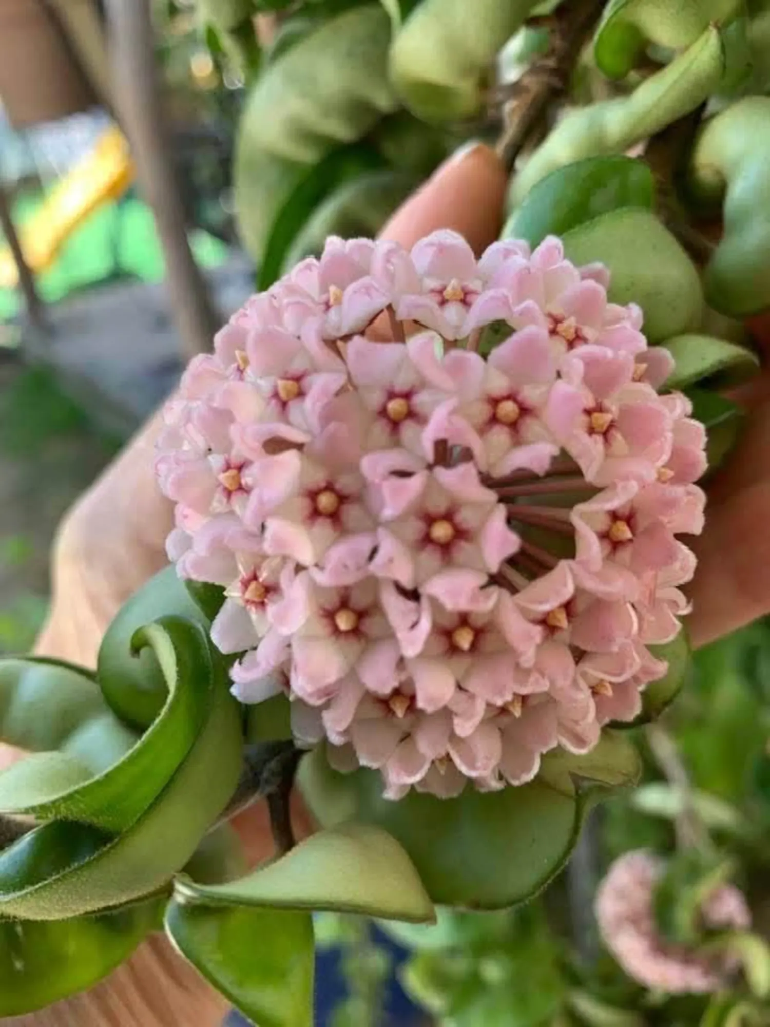 Hoya Hindu Rope