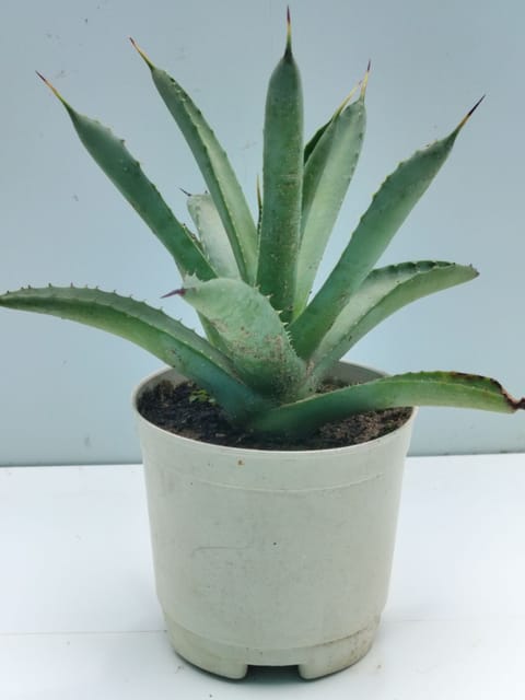 Rare Agave Mmacroacnta Plant Bare roted
