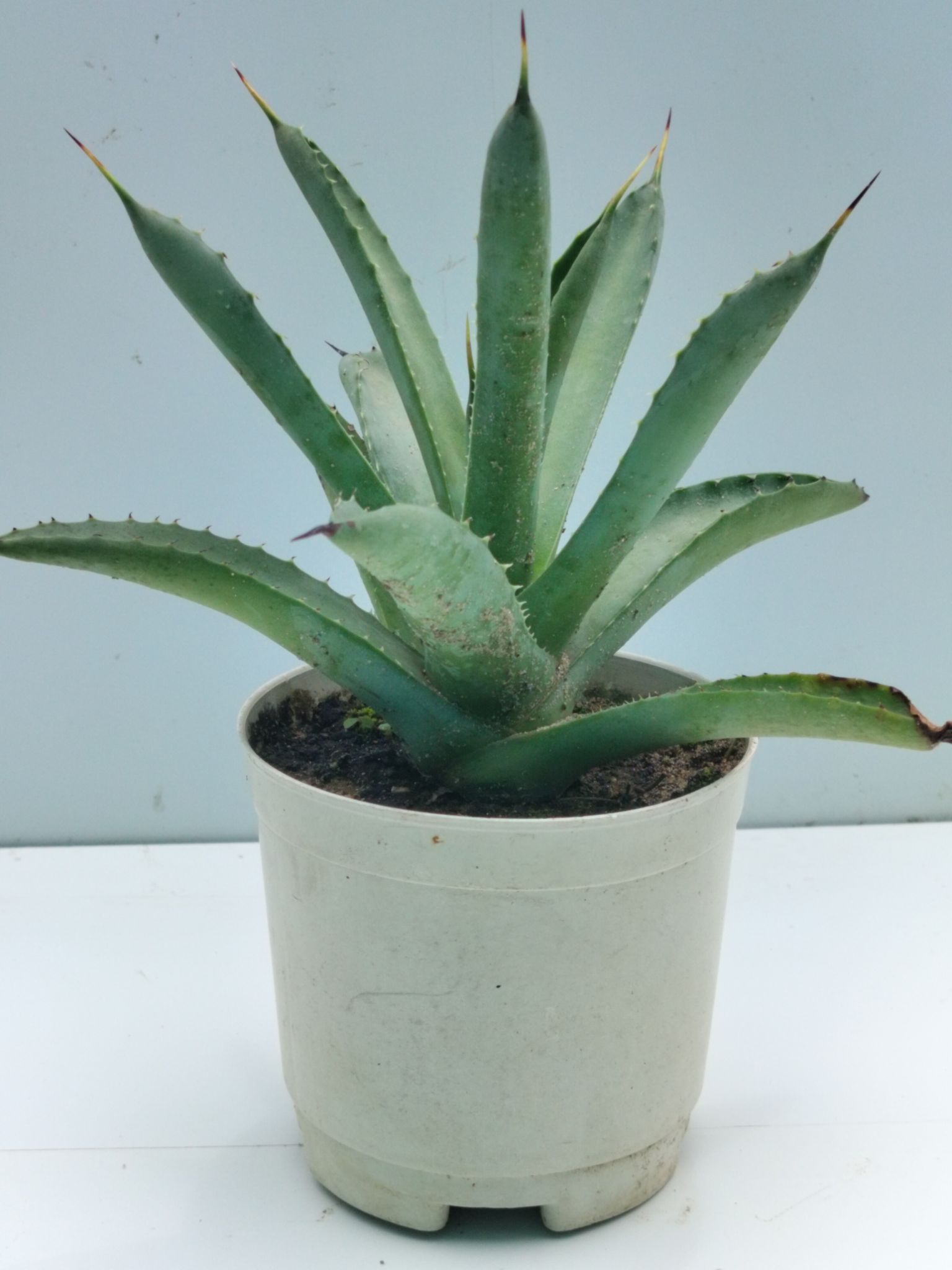 Rare Agave Mmacroacnta Plant Bare roted