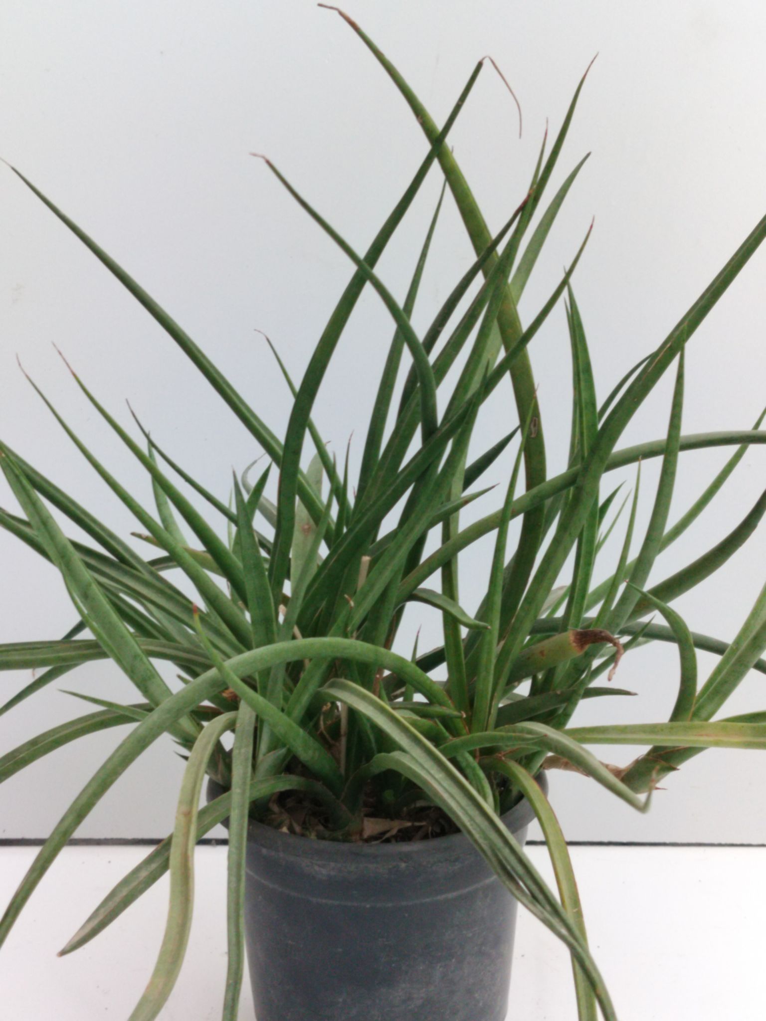 Sanseveria Lady Charm Barerooted