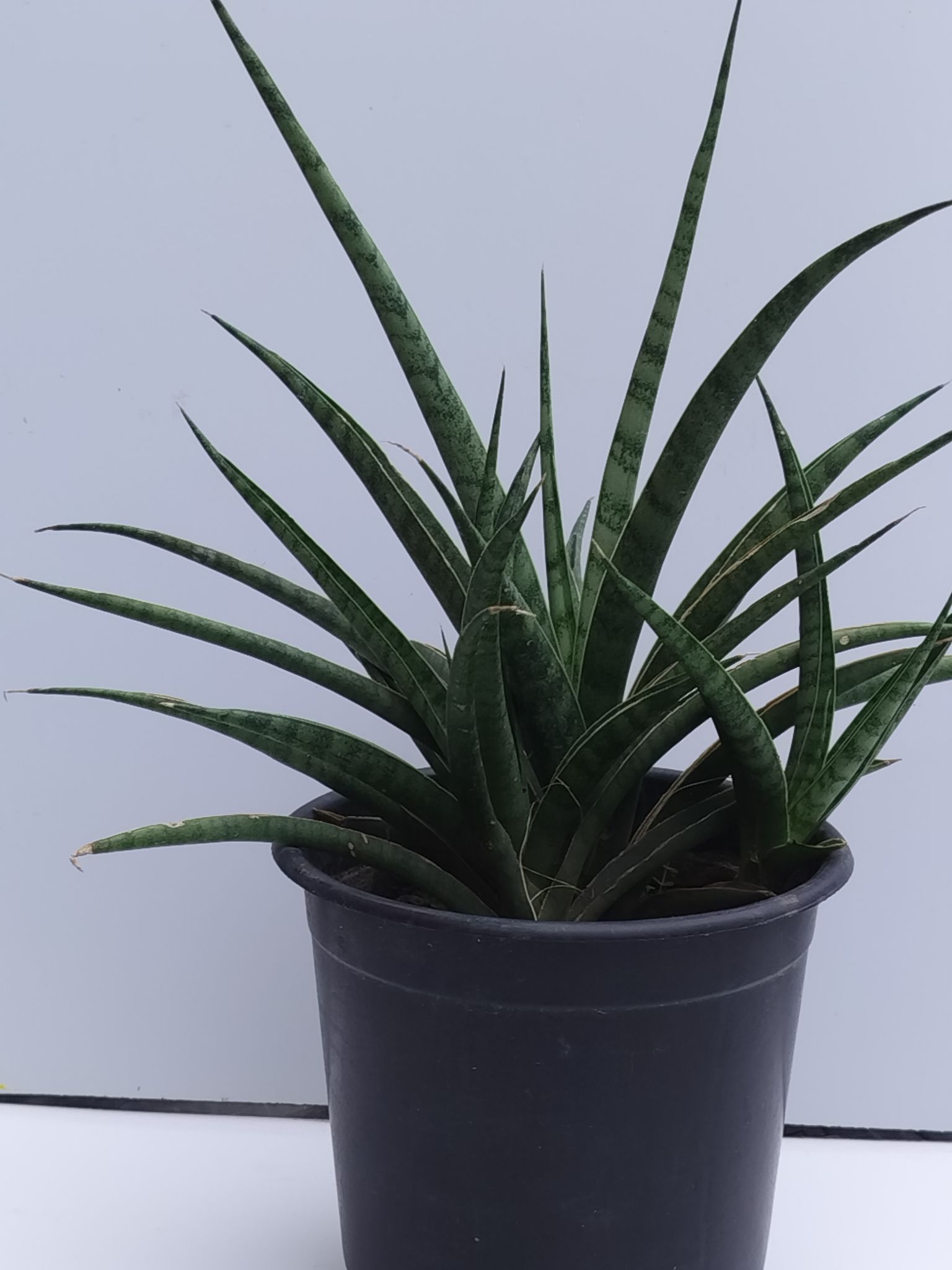 Sanseveria Fern Wood Plant Without Pot Single Clump