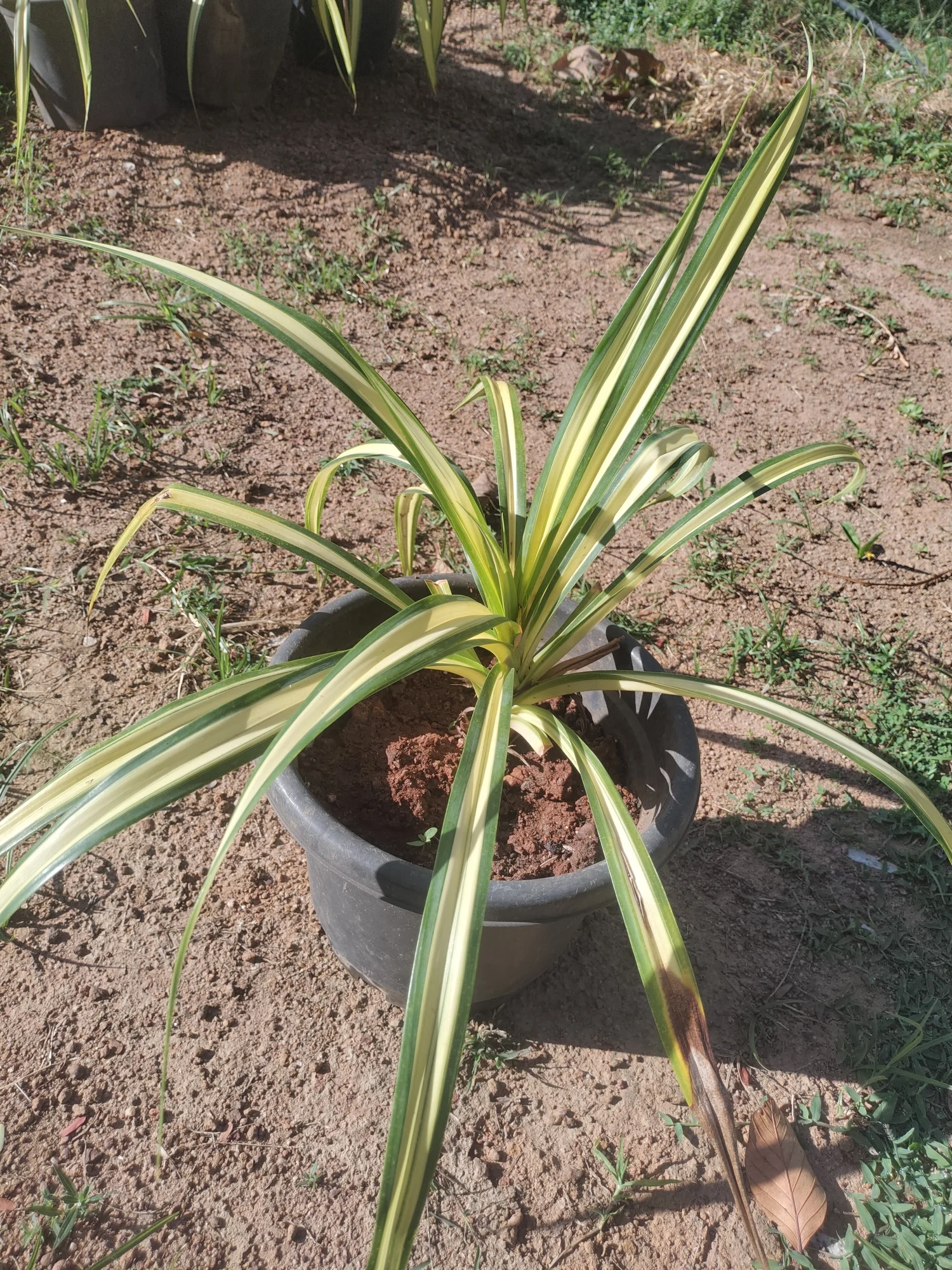 Golden Pandanus