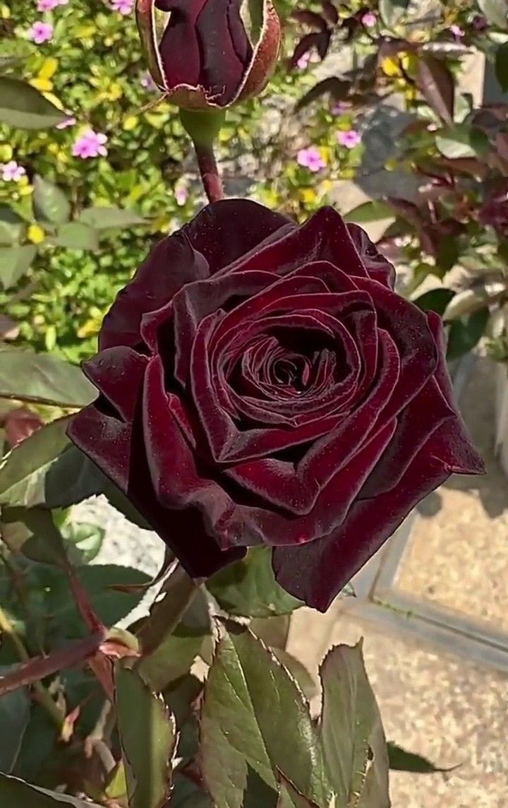 Black Ledy Rose Plant