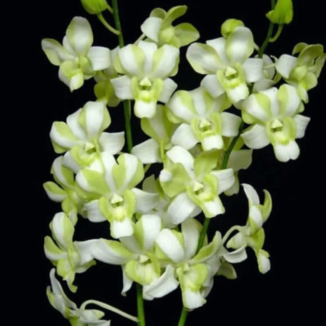 Dendrobium Erawan Green